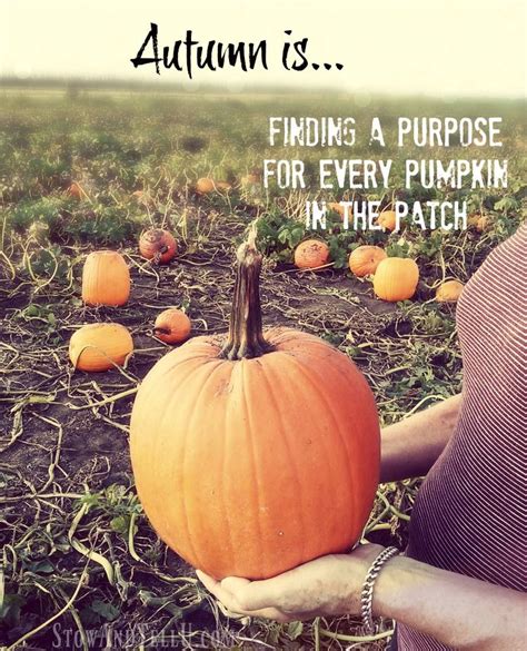 funny pumpkin patch picking sayings